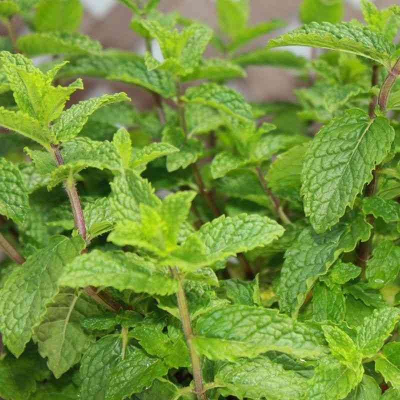 buy-mentha-citrata-oil Buy mentha citrata oil