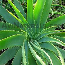 aloe vera gel carrier oil suppliers