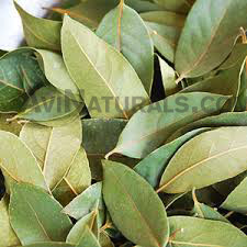 bay leaf oil suppliers