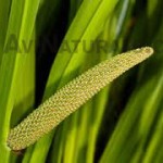 calamus root oil suppliers