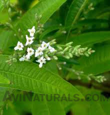 lemon verbena oil suppliers