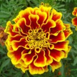 red champaca floral absolute oil suppliers