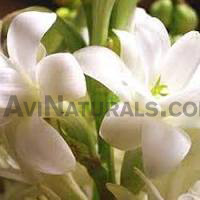 tuberose floral absolute oil suppliers