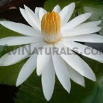 white lotus floral absolute oil suppliers