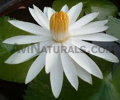 white lotus floral absolute oil suppliers