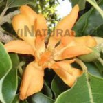 yellow champaca floral absolute Oil suppliers