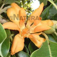 yellow champaca floral absolute Oil suppliers