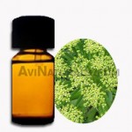 angelica root oil suppliers