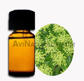 angelica root oil suppliers