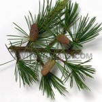 cedar wood hydrosol suppliers