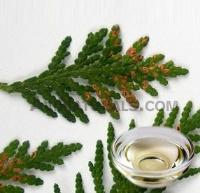 cedarleaf thuja suppliers