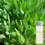 costmary oil suppliers