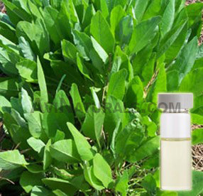 costmary oil suppliers