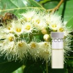 eucalyptus hydrosol suppliers