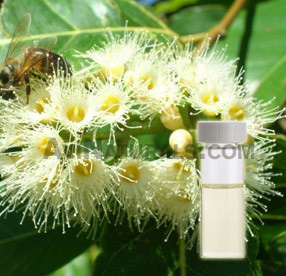 eucalyptus hydrosol suppliers