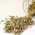 fennel sweet suppliers