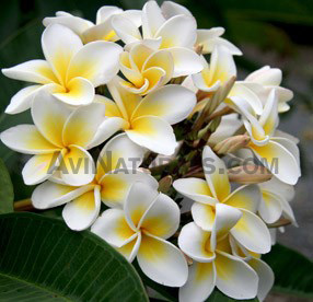 frangipani oil suppliers