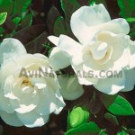 gardenia suppliers