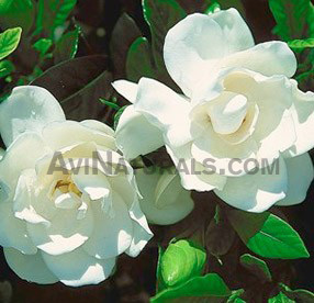 gardenia suppliers