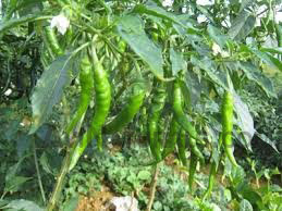 green chili suppliers