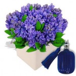 hyacinth suppliers