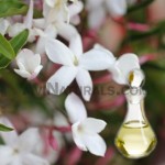 jasmine hydrosol suppliers