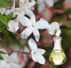 jasmine hydrosol suppliers