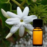 jasmine sambac suppliers