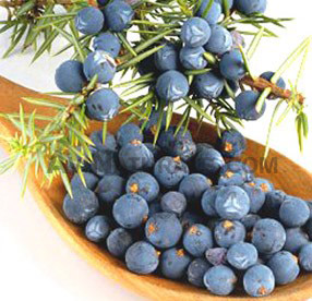 juniper berry hydrosol suppliers