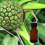 kewra hydrosol suppliers