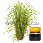 khus- vetiver suppliers