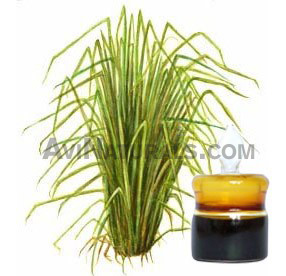 khus- vetiver suppliers