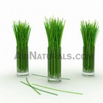 lemongrass suppliers