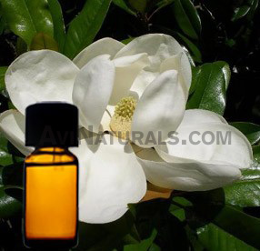 magnolia suppliers