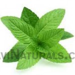 mint hydrosol oil suppliers