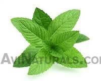 mint hydrosol oil suppliers