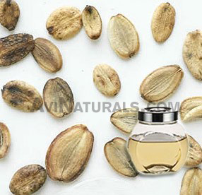 parsley seed oil suppliers