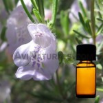 rosemary hydrosol suppliers