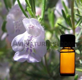 rosemary hydrosol suppliers