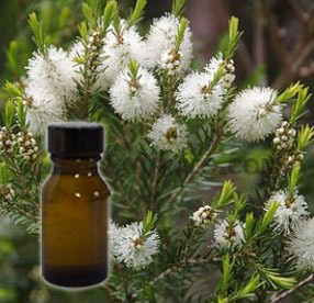 tea tree hydrosol suppliers