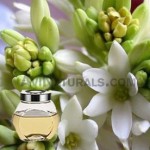 tuberose hydrosol suppliers