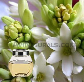 tuberose hydrosol suppliers