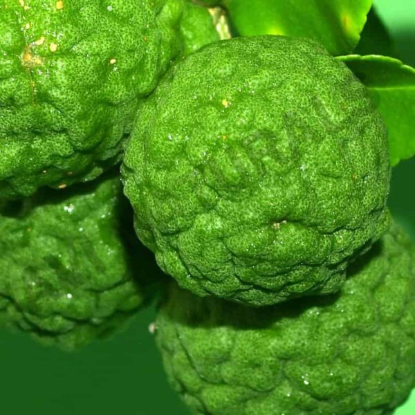 Bergamot Oil