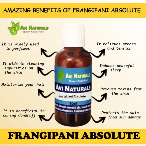 Frangipani absolute