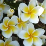 Frangipani Absoulte