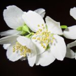 Jasmine Grandiflorum