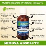 Mimosa Absolute