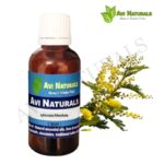 Mimosa Absolute 50ml