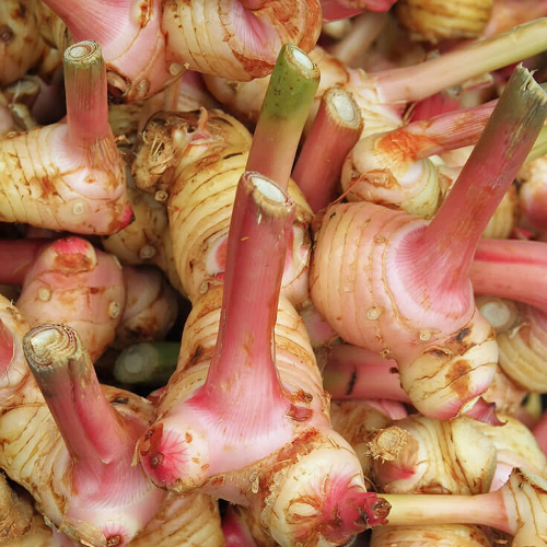 Galangal Oil Wholesale Suppliers, Buy Pure Galangal Essential Oil