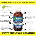 White Champaca Absolute